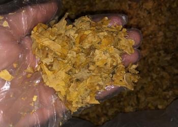 Вирджиния голд