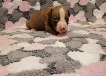 Малыши питбуля