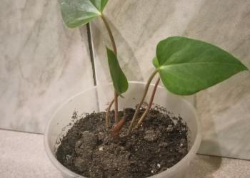 Антуриум (блек делянки)