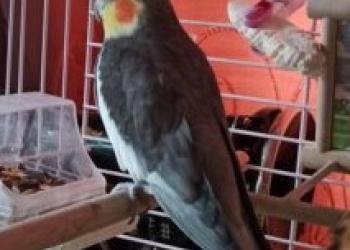 Попугай Корела