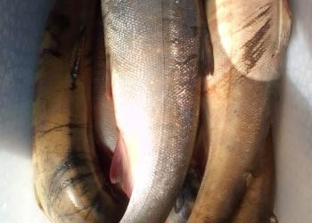 Красная рыба