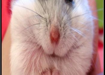 Продаю Джунгариков