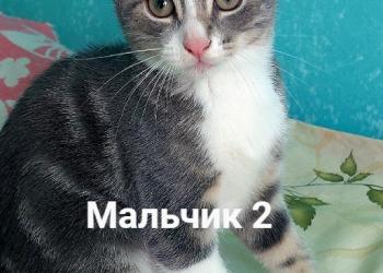Отдам котят заботливым хозяевам =)