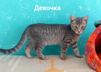 Отдам котят заботливым хозяевам =)