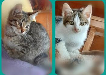 Котята на даче