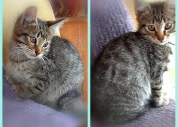 Котята на даче