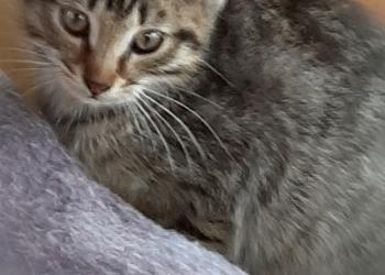 Котята на даче