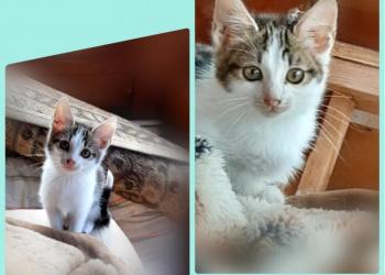 Котята на даче