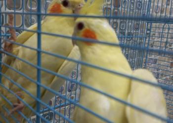 Попугай корелла