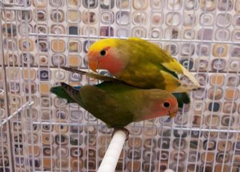 Неразлучники