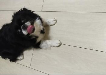 Собачка японский хин