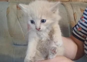 Отдаю в хорошие руки котят бесплатно