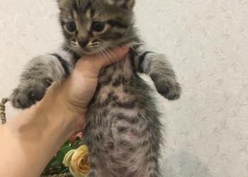 Котята бесплатно