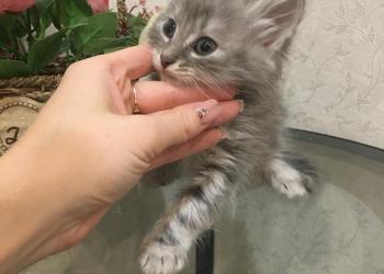 Котята бесплатно