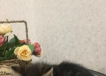 Котята бесплатно