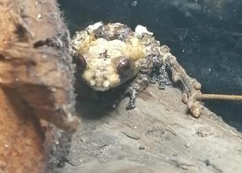 Телодерма асперум