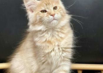 Котята Мейн Кун