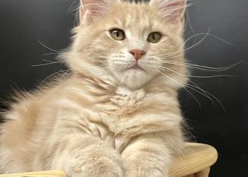 Котята Мейн Кун