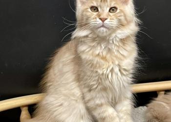 Котята Мейн Кун