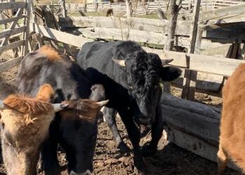 2 бычка и 3 тёлки