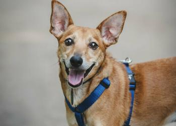 Маленький пёсик Марсик в добрые руки.