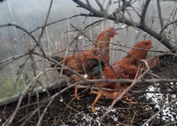 Продам петухов породы кучинская юбилейная, доминант крапчатый .7 месяцев