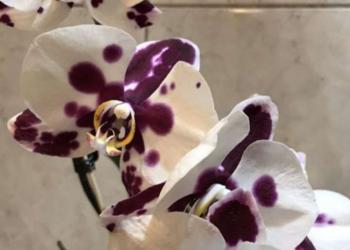 Орхидея продам