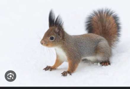 Куплю белку,не дегу