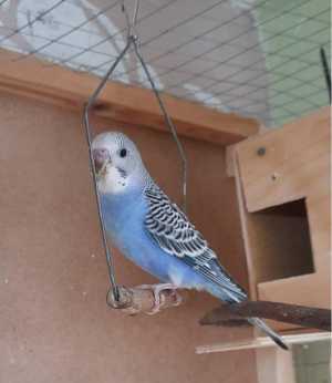 Птенцы волнистого попугая