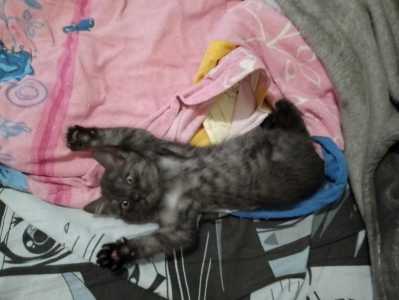 Бесплатно котята