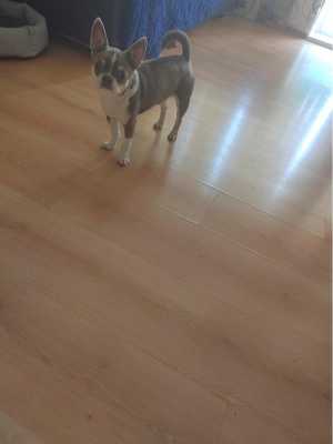 Квартирная передержка животных