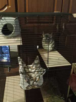 Продам шиншилу