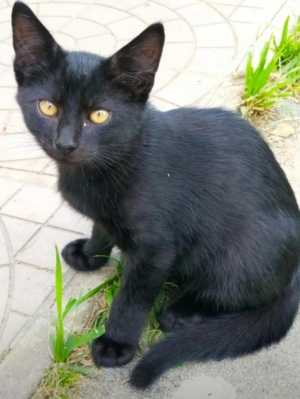 Отдам котенка в хорошие руки