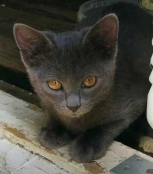 Отдам в хорошие руки