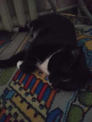 Кот производит говно