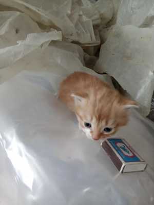 Отдам в "добрые руки" котёнка