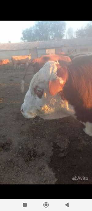 Бык на племя