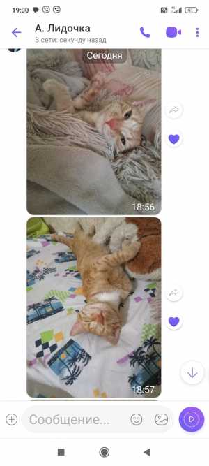 Отдам в добрые руки