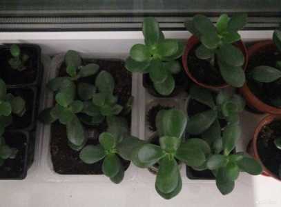 Комнатные растения