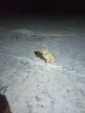 Кто потерял собаку?