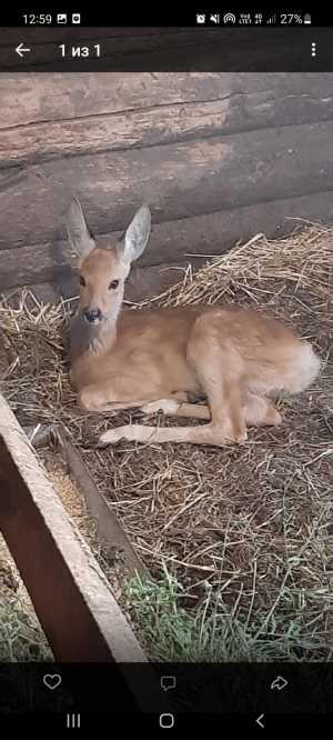 Продам косул