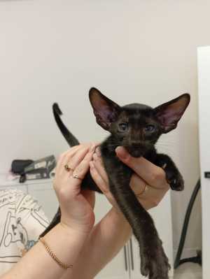 ������������ ������