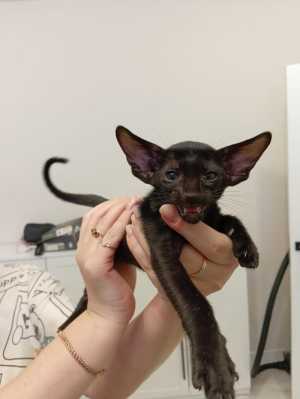 ������������ ������