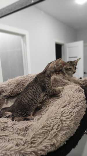 ������������ ������