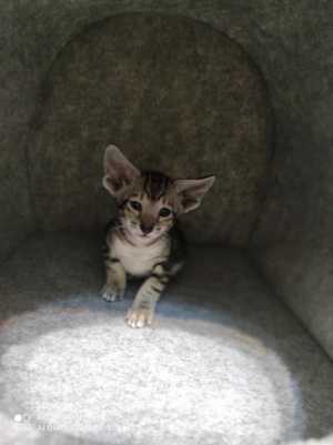 ������������ ������