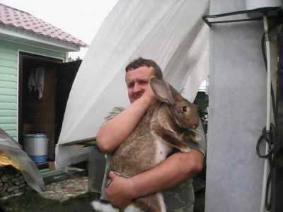 Продам кроликов