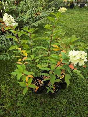 Гортензия метельчатая