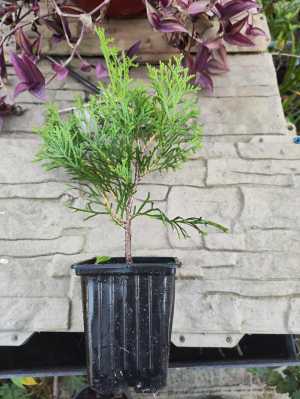 Туя Смарагд