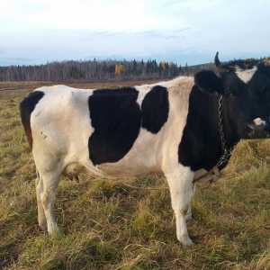 Продам корову