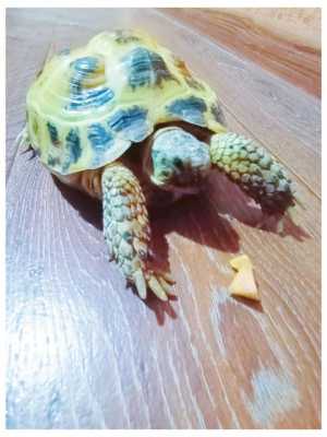 Сухпоутная черепаха